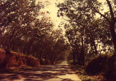 a good road on the plantation